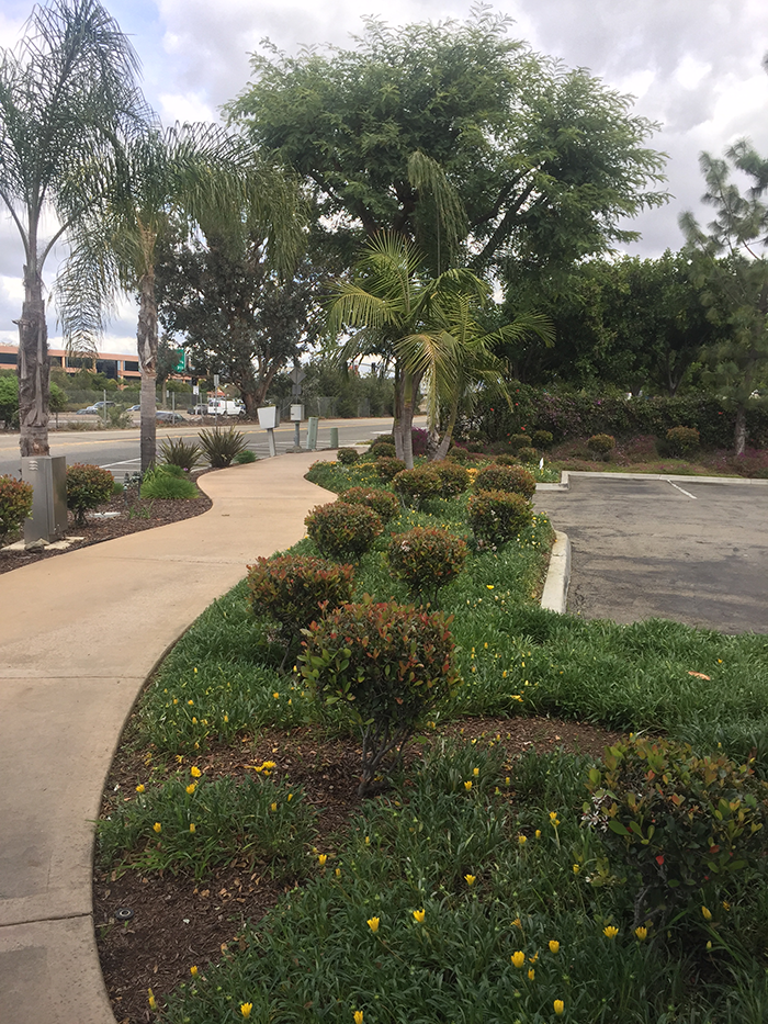 commercial landscaping irrigation