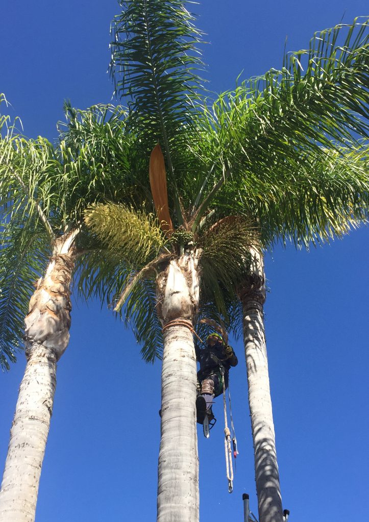 Residential Tree Trimming Services